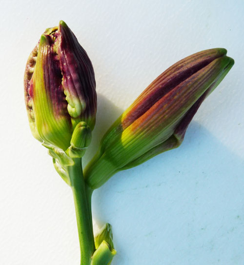Hemerocallis gall midge damage
